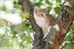 Ktzchen auf dem Baum