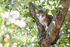 Ktzchen auf dem Baum