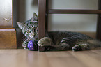 Hauskatze