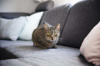 getigerte Hauskatze