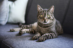getigerte Hauskatze