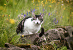 liegende Hauskatze