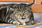 liegende Hauskatze