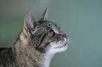 Katze Portrait