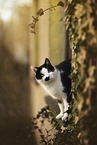 Hauskatze am Fenster