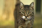 Hauskatze