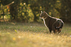 stehende Hauskatze