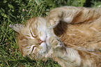 liegende Hauskatze