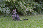 sitzende Hauskatze