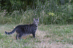 stehende Hauskatze