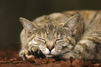 schlafende Katze