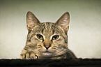 liegende Hauskatze