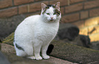 sitzende Katze
