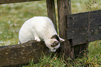 Katze