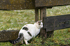Katze