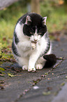 Katze putzt sich
