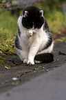 Katze putzt sich