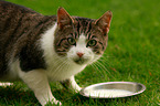 trinkende Kater