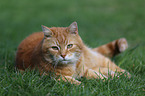 liegende Katze