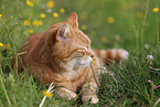liegende Katze
