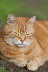 liegende Katze