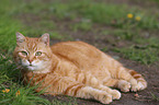 liegende Katze