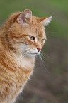 Katze Portrait