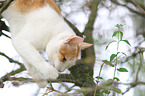 kletternde Katze