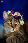 Katze mit Blumenkranz auf dem Kopf