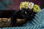 Katze mit Blumenkranz auf dem Kopf