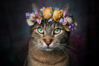 Katze mit Blumenkranz auf dem Kopf