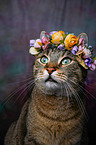 Katze mit Blumenkranz auf dem Kopf