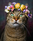 Katze mit Blumenkranz auf dem Kopf