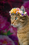 Katze mit Blumenkranz auf dem Kopf