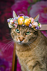 Katze mit Blumenkranz auf dem Kopf
