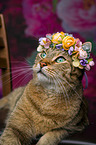Katze mit Blumenkranz auf dem Kopf