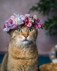 Katze mit Blumenkranz auf dem Kopf