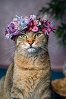Katze mit Blumenkranz auf dem Kopf