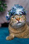 Katze mit Blumenkranz auf dem Kopf