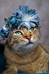 Katze mit Blumenkranz auf dem Kopf