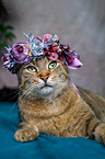 Katze mit Blumenkranz auf dem Kopf