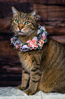 Katze mit Blumenkranz auf dem Kopf