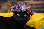 Katze mit Blumenkranz auf dem Kopf