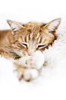 schlafende Katze