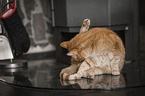 Katze putzt sich