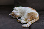 liegende Katze