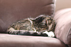 liegende Katze