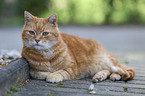 liegende Katze