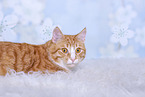 rot-weie Katze