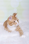 rot-weie Katze